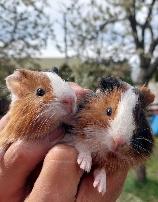 świni morskie sprzedam