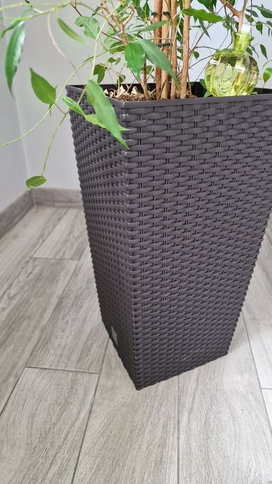 Fikus Benjamin duży