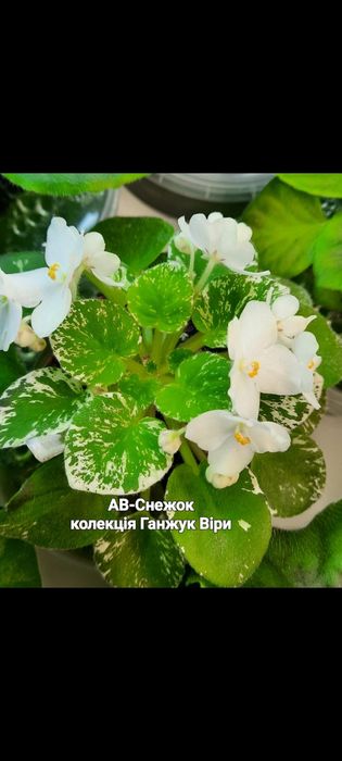 Дітки сортових фіалок ,набір з 8 сортів міні та напівміні