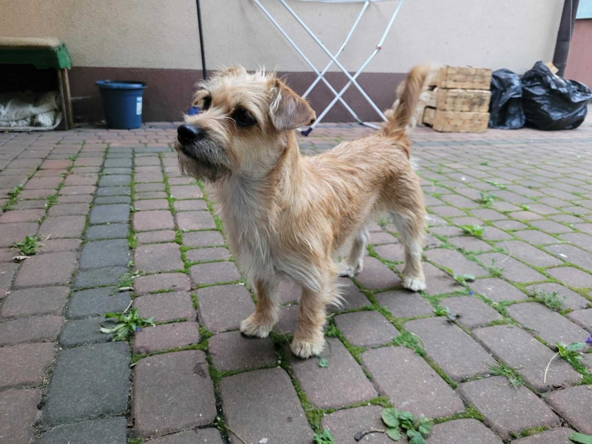 Piesek suczka w typie rasy szuka domku