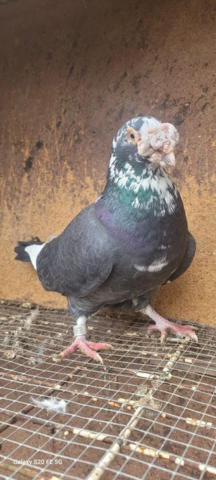 Gołębie staropolskie