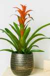 Planta Bromelia linda