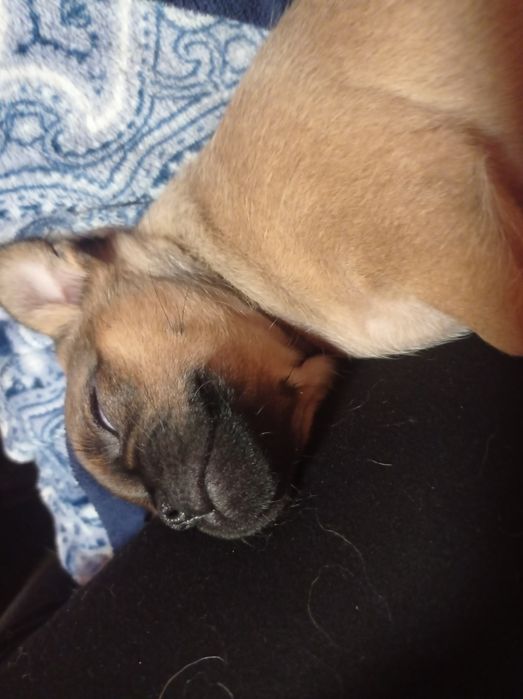 Отдам цуценят Бровары