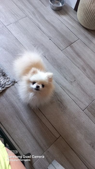Spitz alemao anao/ lulu da Pomerânia