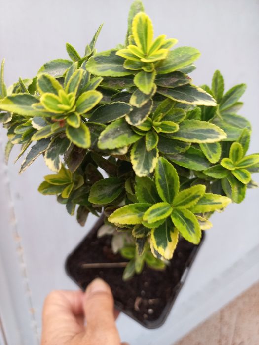 Бруслини (бересклеть) + один самшит