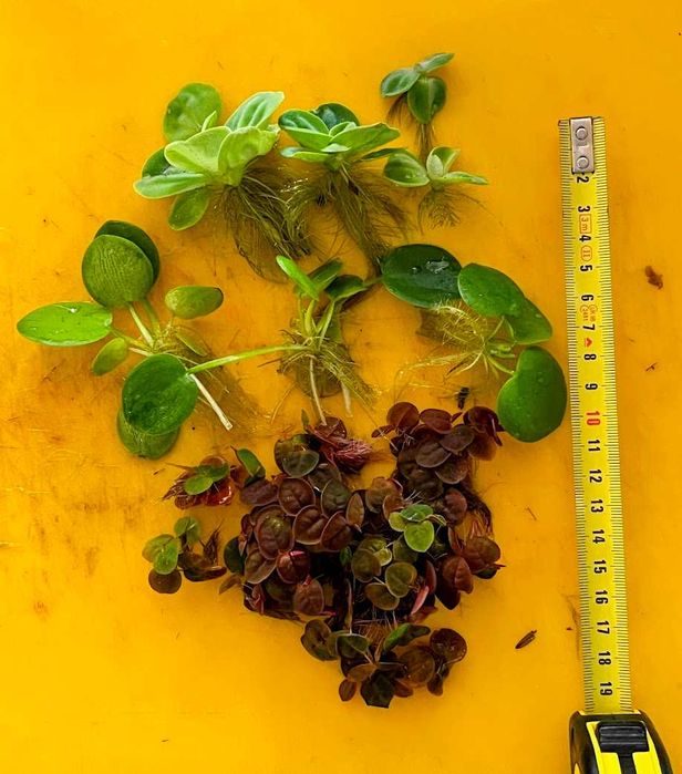 Molho Plantas Aquário Superfície - Frogbit Pistia Salvinia Red Root