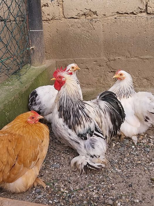 Młode koguty ozdobne