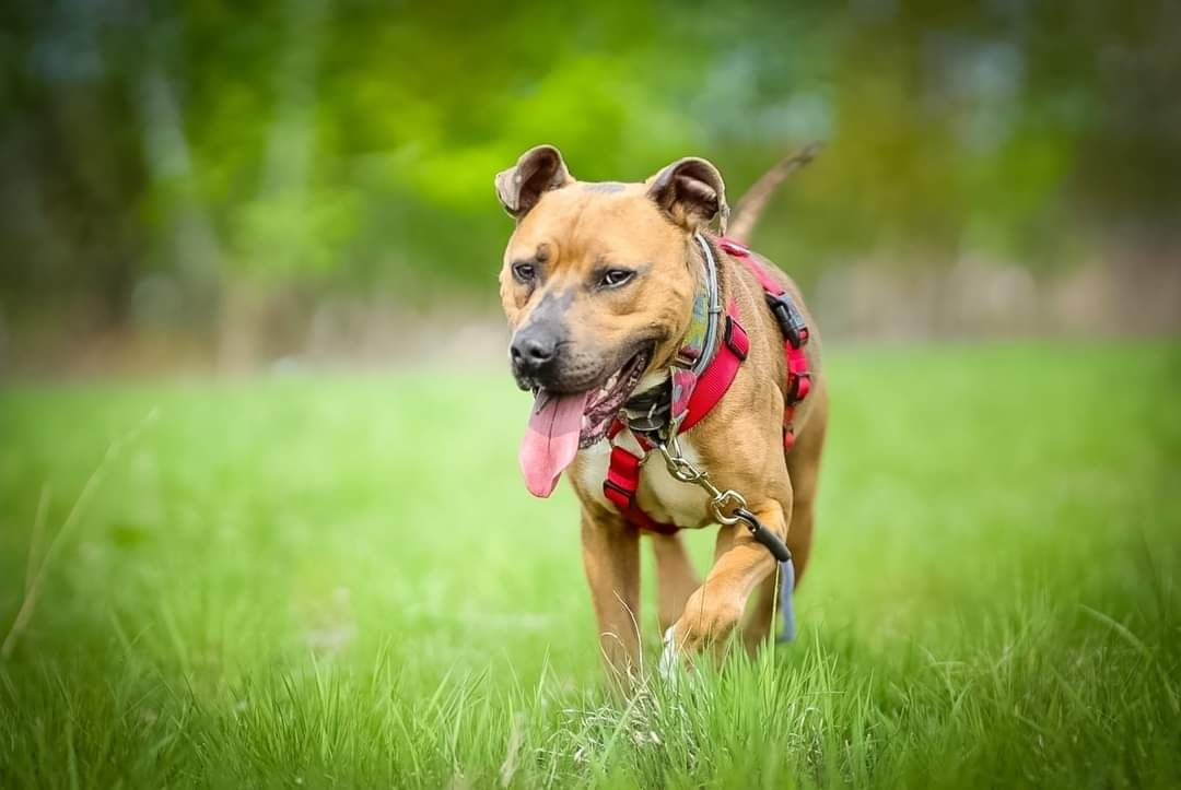 Amstaff Ivo szuka domu