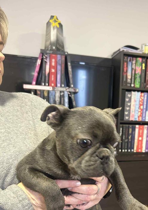 Buldog francuski suczka