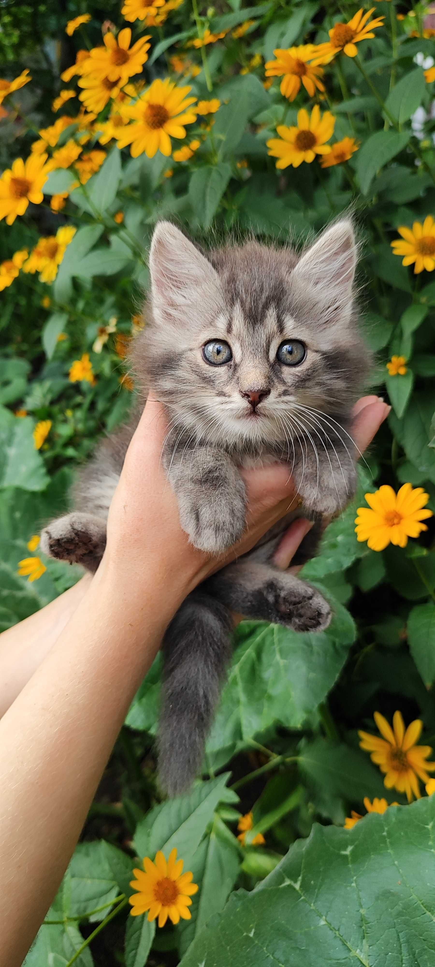 Отдам котёнка в добрые руки