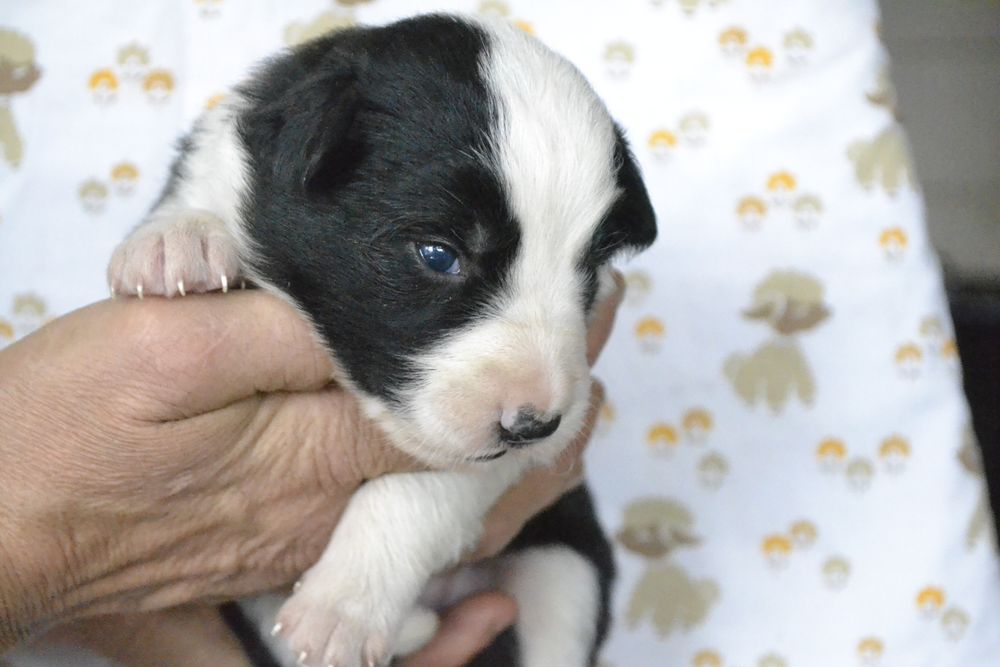 Щенки Бордер Колли КСУ