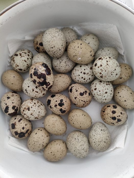 Ovos de codorniz