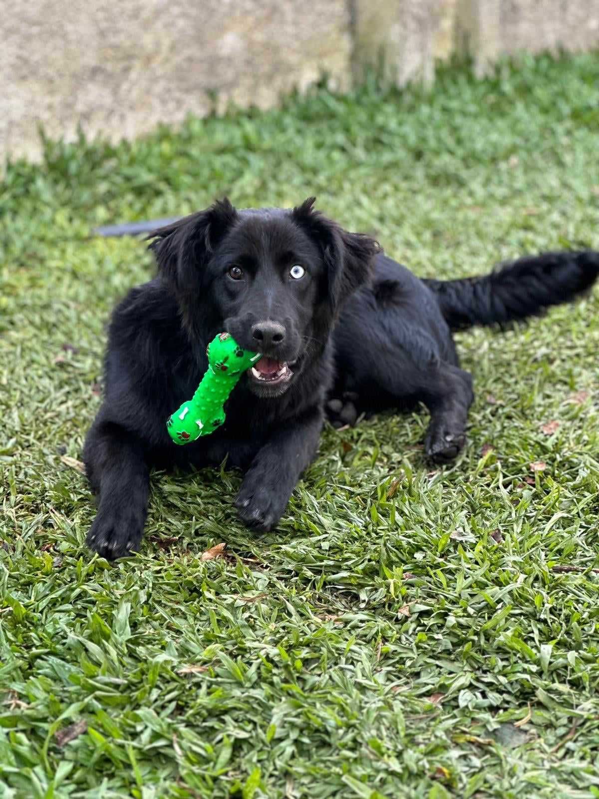 Adopção Dupla: Macho e Fêmea Porte Médio 6 meses