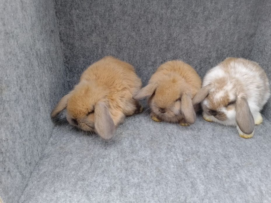 Króliczki mini lop