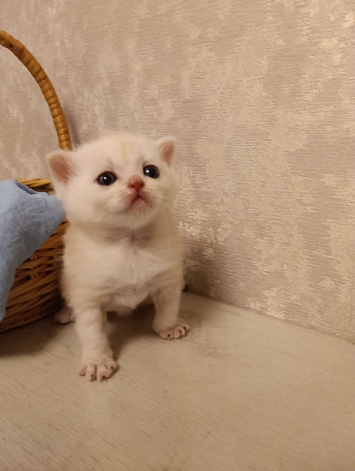 Кошенята Шотландські
