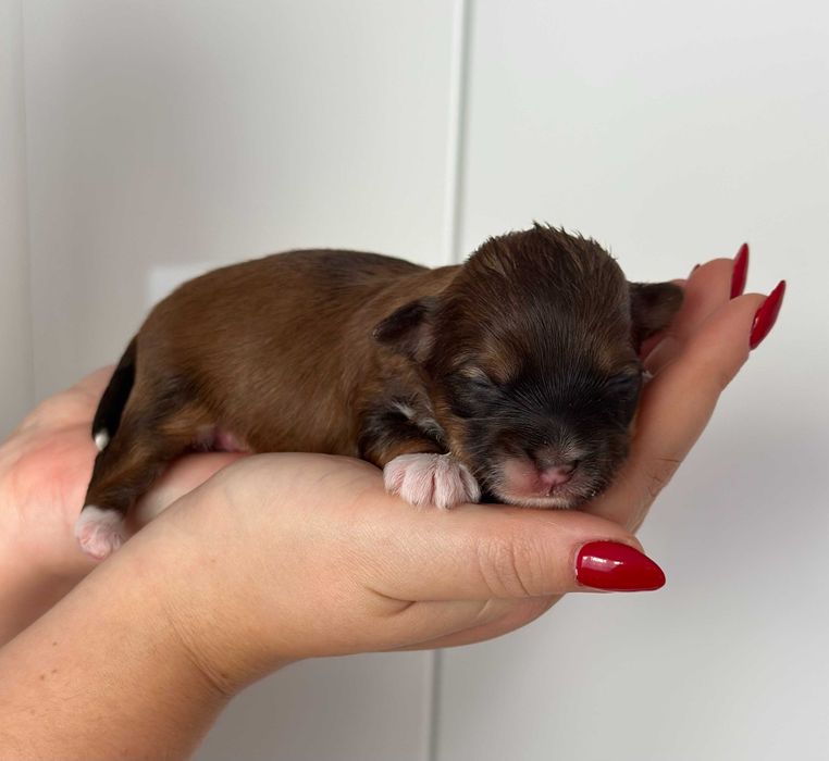 [REZERWACJA] Cudny Hawańczyk CZAKI :)