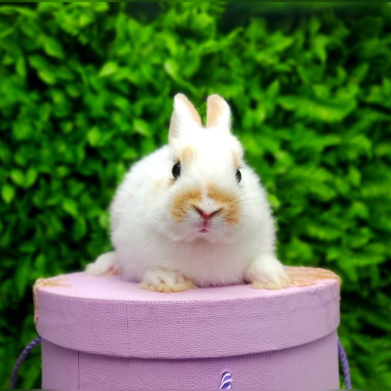 Карликовые мини кролики,міні кроленята, крольчата, цветной карлик