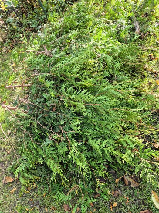 Gałazki tui na stroik oddam