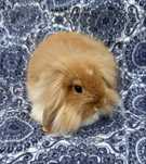 Królik baranek karzełek /mini lop