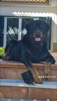 Rottweiler (Macho e Fêmea disponiveis)