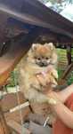 Szpic miniaturowy pomeranian suczka