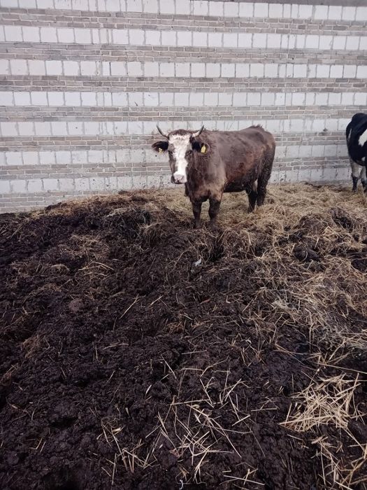 Sprzedam jałówki cielne i krowy