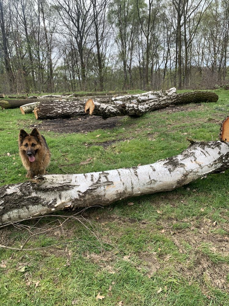 Drzewo drewno opał kominkowe dąb buk