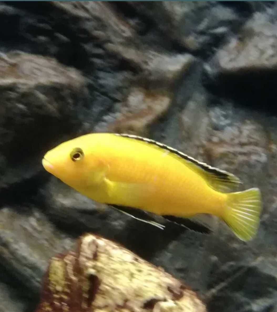 Pyszczaki Labidochromis caeruleus Yellow Kakusa