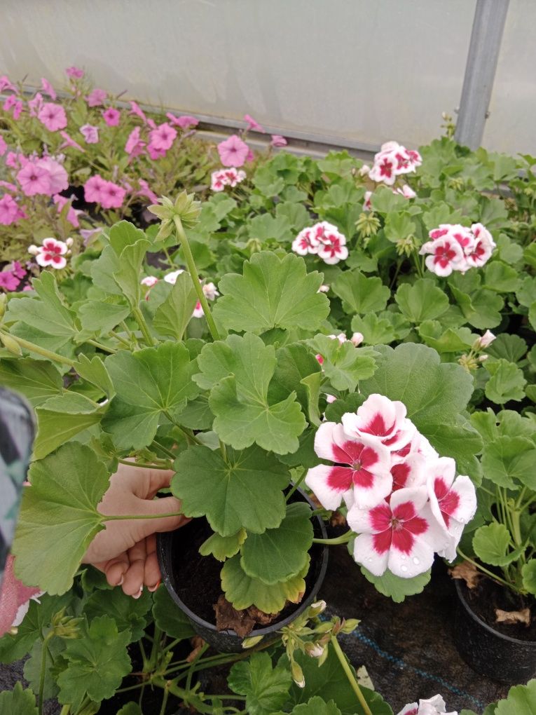 Pelargonia stojąca, wisząca, supertunia Vista, lawenda, begonia