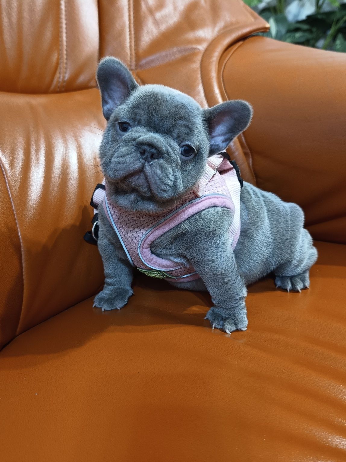 Buldog francuski