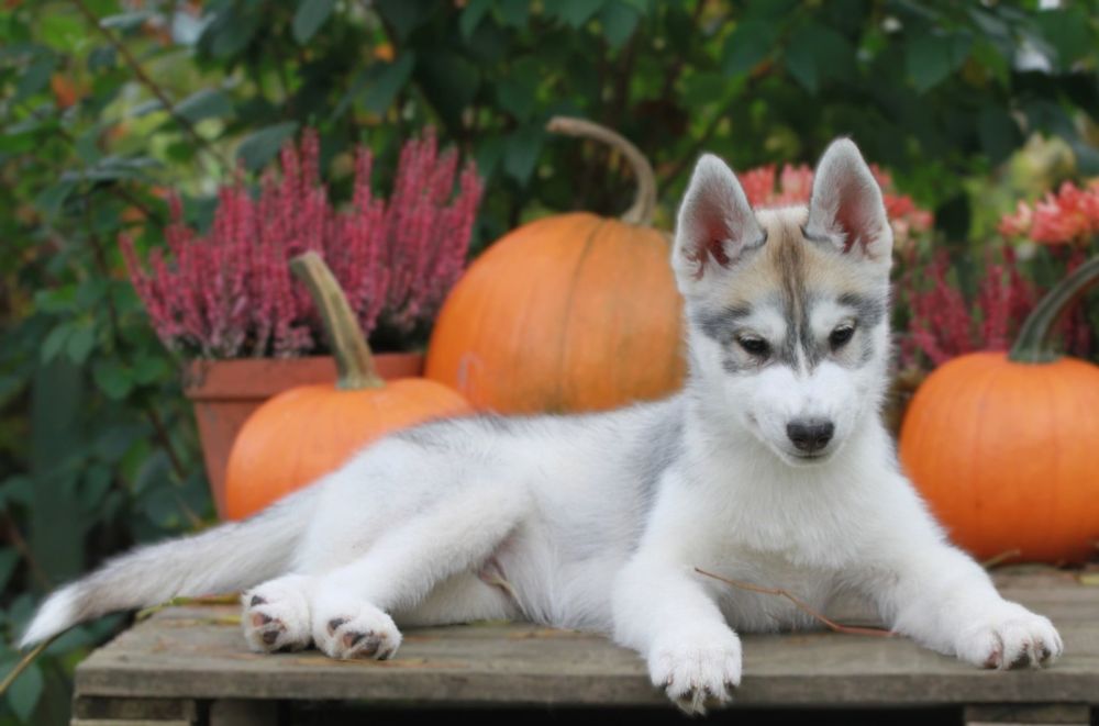 Siberian Husky ZKwP