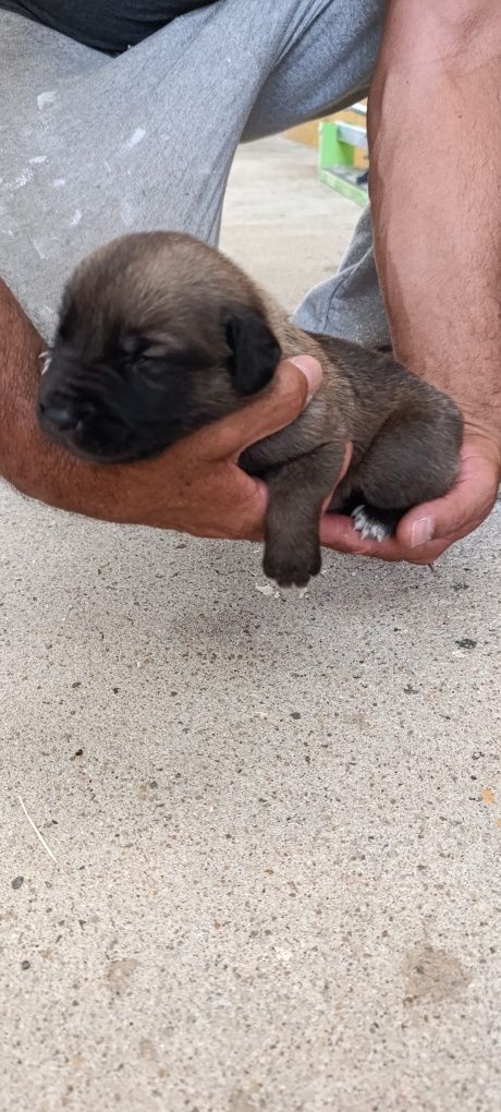 Cachorros de grande porte para adoção consciente