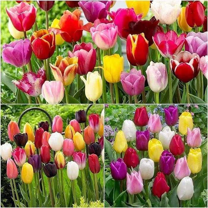 Tulipan POLSKI mieszanka 25 szt. Cebulki Tulipana Tulipanów Tulipany