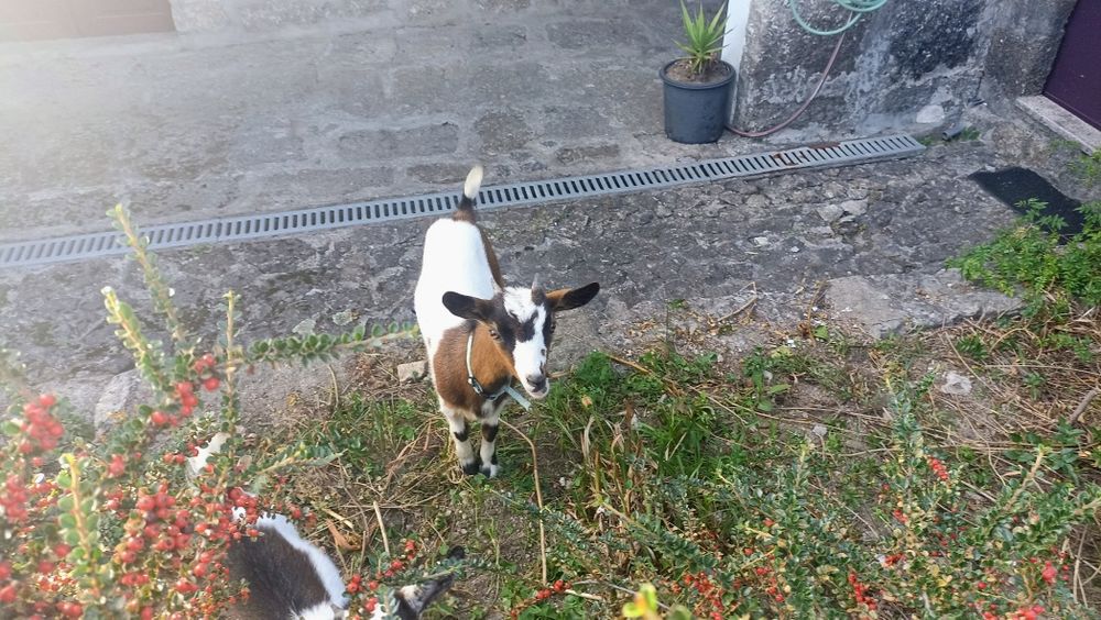 Vendo cabra anã com 4 meses