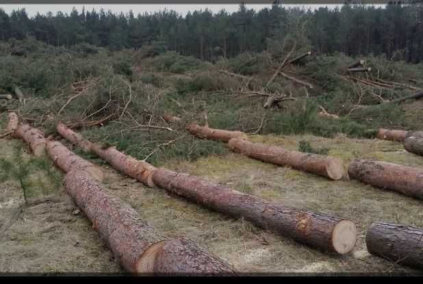 Wycinka drzew lasów czyszczenie działek usuwanie karp altany