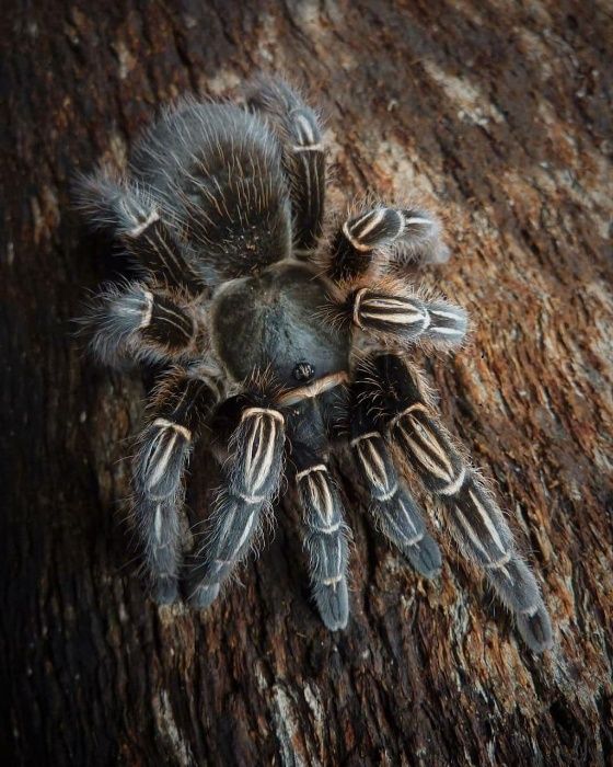 Aphonopelma seemanni самка паука птицееда для новичков
