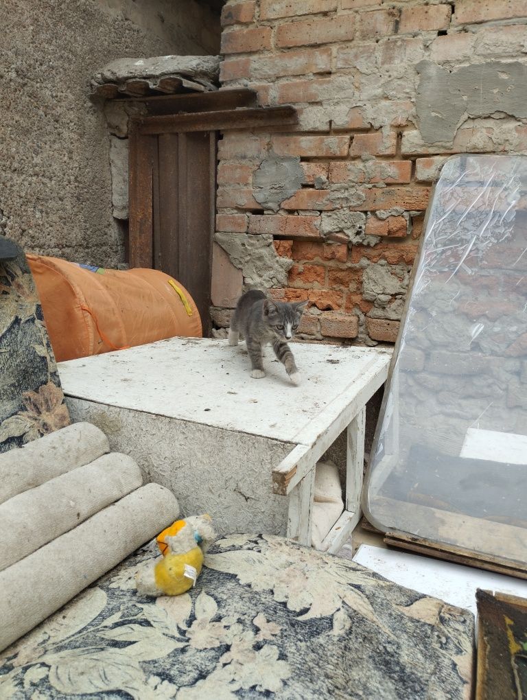 Підкинуте кошеня