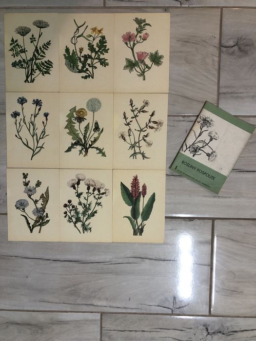 Biuro wydawnicze Ruch Rośliny pospolite pocztówki 9 sztuk