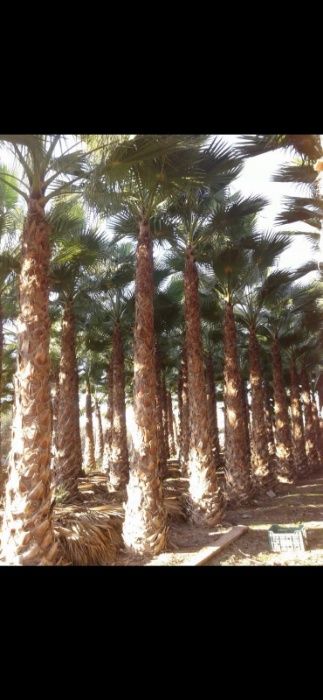 Palmeiras Washingtonia robusta de 1 a 10 metros de tronco XL