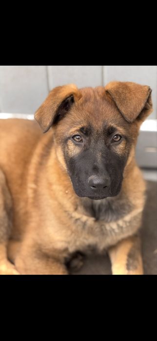 Щенки немецкой овчарки Харьков