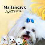 Maltanczyk Maltanczyki szczenie