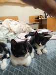 Doa-se 3 gatinhos na zona de olhao