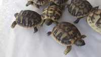 Черепахи сухопутнi травоiднi
