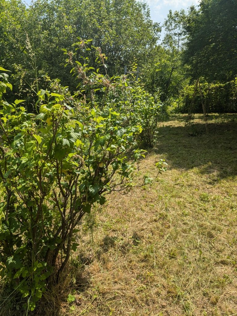 Działki  rod Leśna Polana przy lesie. 2 szt łącznie 660m