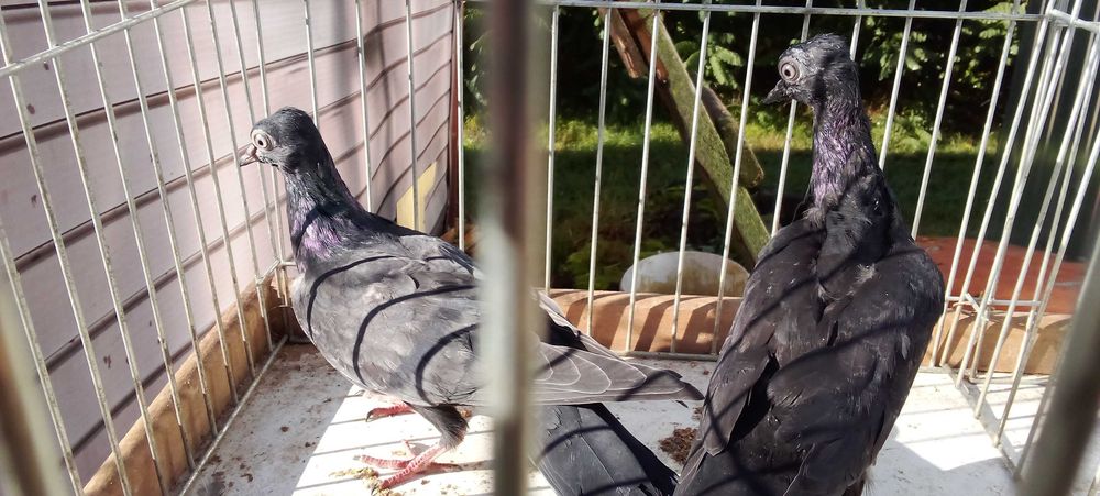 Perłowe koroniate,wyszwance siwe, wiedeńskie,budapeszty łapciate,