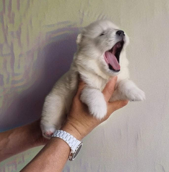 Samoyed szczenię z rodowodem