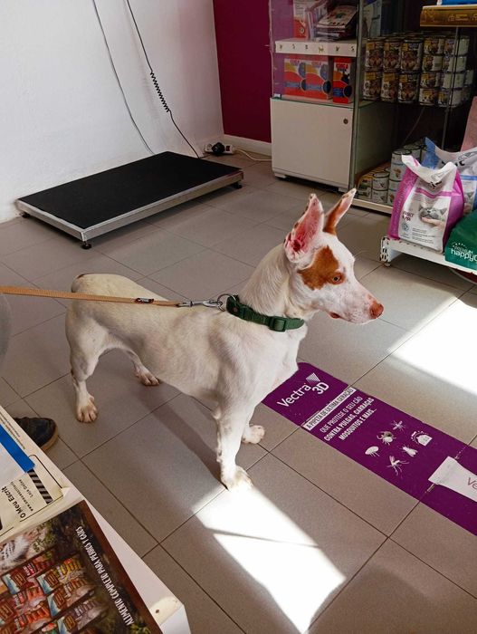 Benjy - Para Adopção