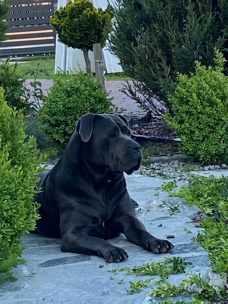 Szczeniak Cane Corso