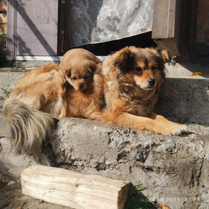 Віддам в добрі руки