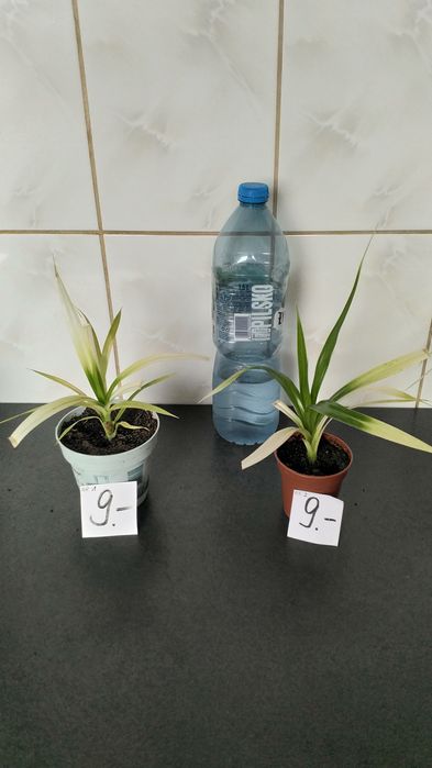 Sadzonki PANDAN jadalny
